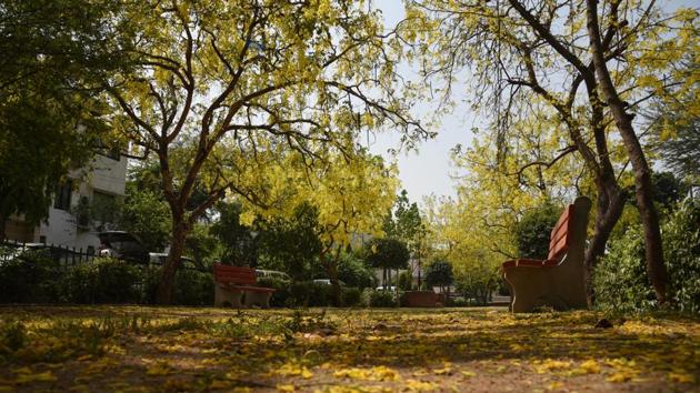 Seen throughout the year now, the bright yellow blooms heralded the arrival of Vishu, the harvest festival. (MANPREET SINGH/HT PHOTO)