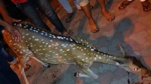 The injured deer. (HT) The injured deer. (HT)