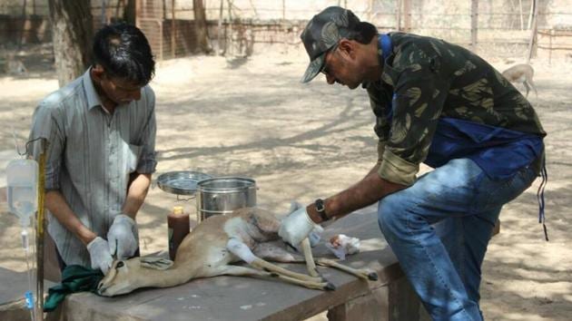 A chinkara being treated at a rescue centre.(HT Photo)