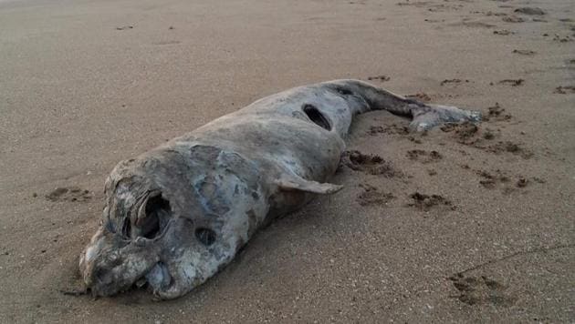 Since 2015, there have been 73 cases of carcasses of large marine mammals washing up along the coast.(HT)