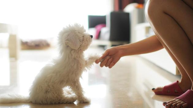 The study results suggest that children who had their pet dog with them feel less stressed compared to having a parent for social support or having no social support. (Getty Images) The study results suggest that children who had their pet dog with them feel less stressed compared to having a parent for social support or having no social support. (Getty Images)