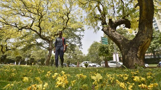 Seen as the colour of happiness, glory, wisdom, and culture in Asia,Yellow has taken over the streets of Delhi. With the onset of summer, rows upon rows of Amaltas trees start shedding their leaves cloaking the roads and parks completely transforming the city into a yellow hue. (Sushil Kumar/HT PHOTO)