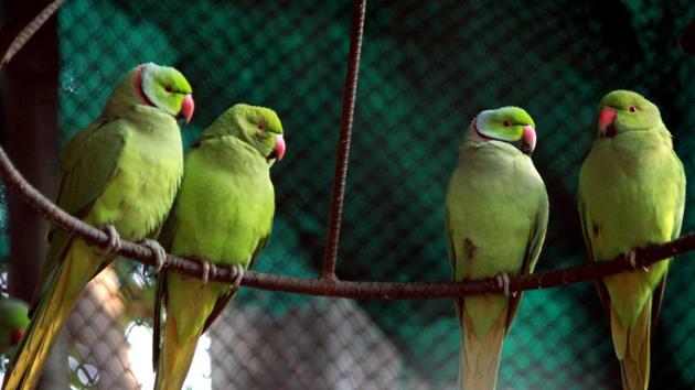 The adopters can also come to check the feed. In some cases the adopters can see the animals or birds being fed. Feeding a parrot costs Rs 100 per month. (Sushil Prajapati/HT)