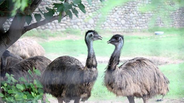 Besides the joy of knowing that an animal is being fed well due to them, the adopters also enjoy a tax rebate and a family pass that allows them to visit the zoo four times a year with five members. Adopting an emu costs Rs 4,600 per month. (Sushil Prajapati/HT)