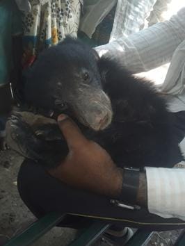 This sloth bear cub was rescued by the forest department on April 11, near Botha village. As the forest grows, alongside the human population, and years of drought make water scarce, it’s a lose-lose situation, for now. (Anshuman Poyrekar / HT Photo) 