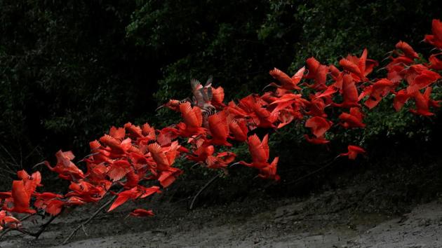 Scarlet Ibis fly near the banks of a mangrove swamp located at the mouth of the Calcoene River on the coast of Amapa state. Environmentalists believe the relatively less explored reef could be home to many undiscovered species. (Ricardo Moraes/REUTERS)