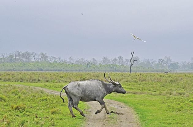 A wild buffalo on the run. (Saubhadra Chatterji) A wild buffalo on the run. (Saubhadra Chatterji)