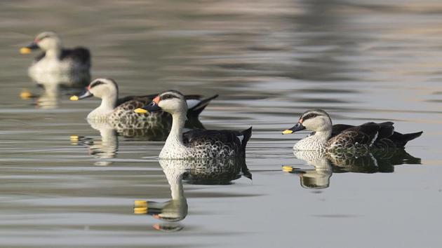 The primary reason for migration is driven by availability of food. (Sanjeev Verma / HT Photo) The primary reason for migration is driven by availability of food. (Sanjeev Verma / HT Photo)