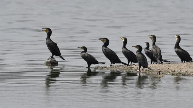 Migratory birds seen at the Ameenpur lake in Hyderabad.Their intercontinental flyways include many stopover sites that are essential for migratory birds to rest and refuel before continuing their long journey. (Sanjeev Verma / HT Photo) Migratory birds seen at the Ameenpur lake in Hyderabad.Their intercontinental flyways include many stopover sites that are essential for migratory birds to rest and refuel before continuing their long journey. (Sanjeev Verma / HT Photo)