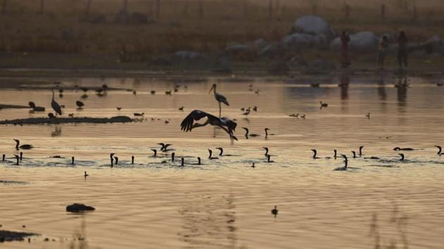 The day is observed to help turn the world’s attention to the wonders of bird migration and the need for their conservation. (Sanjeev Verma / HT Photo) The day is observed to help turn the world’s attention to the wonders of bird migration and the need for their conservation. (Sanjeev Verma / HT Photo)