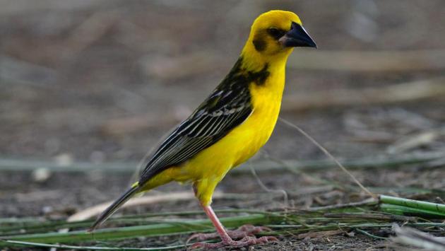 The search for Finn's Weaver is on in the Kumaon and Terai regions. (HT Photo) The search for Finn's Weaver is on in the Kumaon and Terai regions. (HT Photo)
