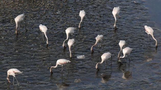 This year’s theme for the World Migratory Bird Day is ‘their future is our future.’ (Bachchan kumar / HT Photo) This year’s theme for the World Migratory Bird Day is ‘their future is our future.’ (Bachchan kumar / HT Photo)