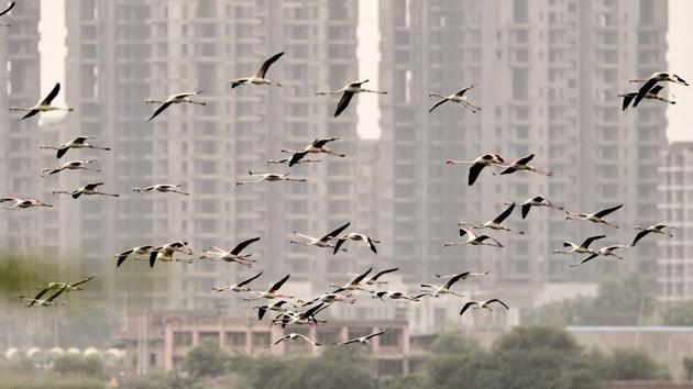Bird migration is believed to be recorded three thousand years ago by Greek scholars Aristotole and Homer. Migration often causes the mortality rate of the birds  to rise as they are more prone to predation.  (Vipin Kumar/HT PHOTO) 