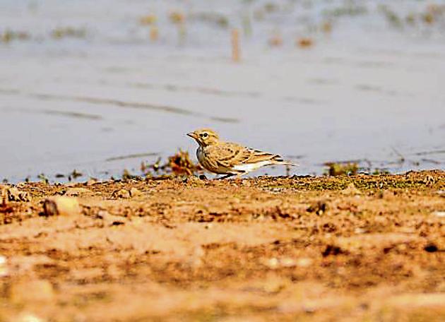 The Hume's short-toed lark at Sukhna lake. (Photo by Munish Jauhar)