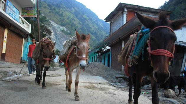 Mule operators carry pilgrims from Sonprayag to the Kedarnath shrine, traversing one of the most steep terrains of the Himalayas. (Vinay Santosh Kumar/HT Photo) Mule operators carry pilgrims from Sonprayag to the Kedarnath shrine, traversing one of the most steep terrains of the Himalayas. (Vinay Santosh Kumar/HT Photo)