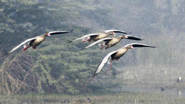 The timing of the migration is influenced by changes in day length. Researchers believe migrating birds navigate using celestial cues from the sun and stars and the earth’s magnetic field. (Sanjeev Verma / HT Photo) The timing of the migration is influenced by changes in day length. Researchers believe migrating birds navigate using celestial cues from the sun and stars and the earth’s magnetic field. (Sanjeev Verma / HT Photo)