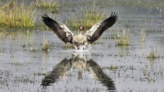 The Sultanpur National Park draws winged wonders from the country and across the world. (Sanjeev Verma/HT FILE) The Sultanpur National Park draws winged wonders from the country and across the world. (Sanjeev Verma/HT FILE)