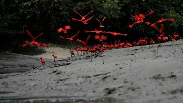 Scarlet ibis fly near the banks of a mangrove swamp located at the mouth of the Calcoene River on the coast of Amapa state, northern Brazil. (Ricardo Moraes / REUTERS)