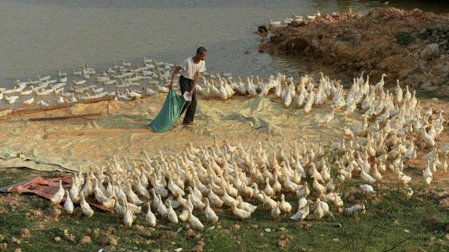 A farmer prepares to feed his ducks on his family farm in the northern province of Bac Ninh. (HOANG DINH Nam / AFP)