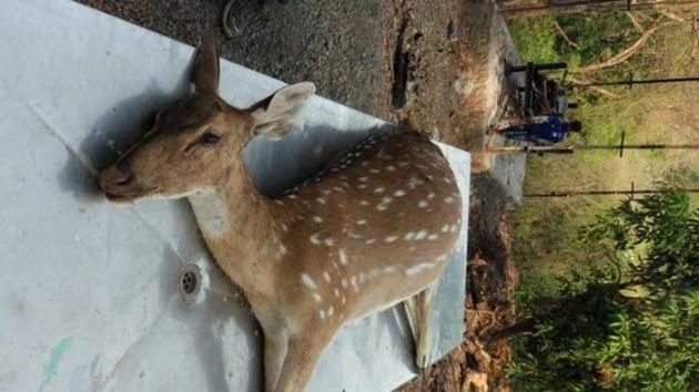 According to local residents, the four-year-old female spotted deer was being chased by a group of langurs when she fell off a hill. (HT File) According to local residents, the four-year-old female spotted deer was being chased by a group of langurs when she fell off a hill. (HT File)