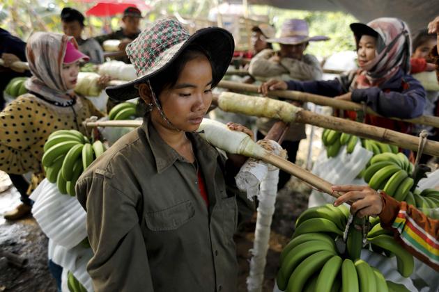 a-blessing-or-a-curse-the-true-cost-of-laos-banana-plantations