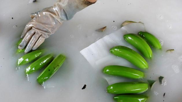A worker plunges bananas into a chemical bath at a packing line at a banana plantation operated by a Chinese company. (Jorge Silva / REUTERS) A worker plunges bananas into a chemical bath at a packing line at a banana plantation operated by a Chinese company. (Jorge Silva / REUTERS)
