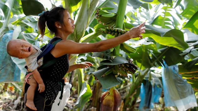 On Keo Wa, 25, carries her 9-month-old baby while working at a banana plantation . (Jorge Silva / REUTERS) On Keo Wa, 25, carries her 9-month-old baby while working at a banana plantation . (Jorge Silva / REUTERS)