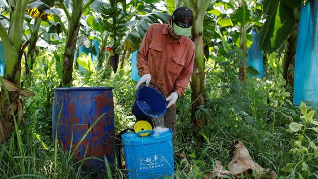 A man prepares pesticide before spaying it at a banana plantation. In the ensuing years, Lao banana exports jumped ten-fold to become the country’s largest export earner. Nearly all of the fruit is sent to China. (Jorge Silva / REUTERS) A man prepares pesticide before spaying it at a banana plantation. In the ensuing years, Lao banana exports jumped ten-fold to become the country’s largest export earner. Nearly all of the fruit is sent to China. (Jorge Silva / REUTERS)
