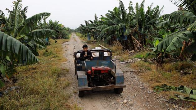 For impoverished, hill-dwelling minorities such as the Hmong or Khmu, the banana rush meant better wages.At harvest time, they can earn the equivalent of at least $10 a day and sometimes double that, a princely sum in a country where the average annual income was $1,740 in 2015, according to the World Bank. (Jorge Silva / REUTERS) For impoverished, hill-dwelling minorities such as the Hmong or Khmu, the banana rush meant better wages.At harvest time, they can earn the equivalent of at least $10 a day and sometimes double that, a princely sum in a country where the average annual income was $1,740 in 2015, according to the World Bank. (Jorge Silva / REUTERS)