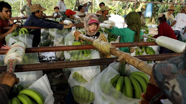 Some banana workers grow weak and thin or develop rashes, said Phonesai Manivongxai, director of the Community Association for Mobilizing Knowledge in Development (CAMKID), a non-profit group based in northern Laos. (Jorge Silva / REUTERS) Some banana workers grow weak and thin or develop rashes, said Phonesai Manivongxai, director of the Community Association for Mobilizing Knowledge in Development (CAMKID), a non-profit group based in northern Laos. (Jorge Silva / REUTERS)