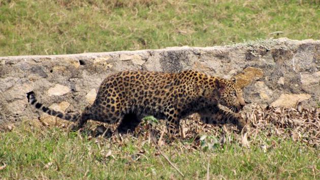 A leopard in the Jyotikuchi area of Guwahati, Assam, in March 2009. Three people were injured when the big cat strayed into a residential area in search of food.(AP File Photo)