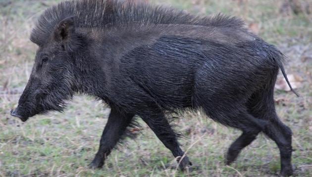 Wild boars damage over 200 sq km of farmland annually, causing an average revenue loss of Rs 1 crore.(Wikipedia/ File photo)