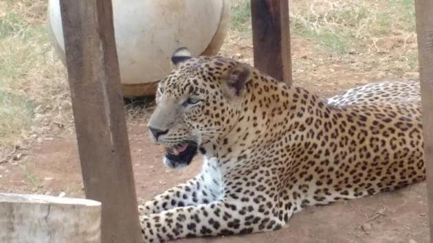 Bhima, the leopard. (HT) Bhima, the leopard. (HT)
