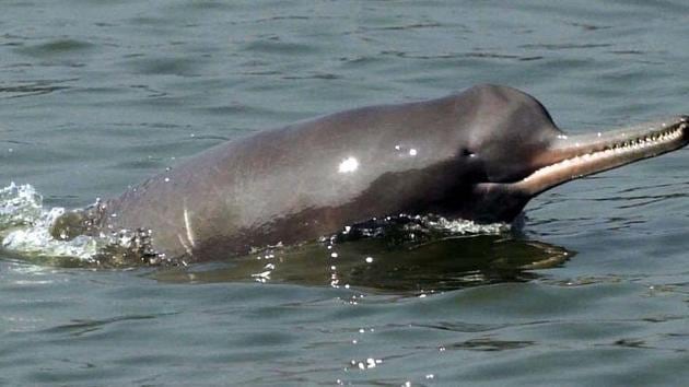 IWAI to study impact of waterways on dolphins - Hindustan Times