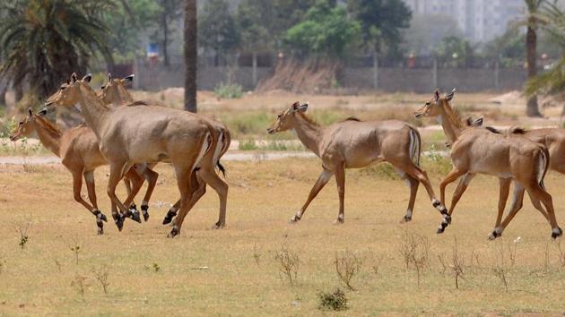 Herd of Nilgais, or Indian blue bull, on a hot summer day near the memorial to Sikh warrior Banda Singh Bahadur in Chappar Chiri near SAS Nagar on Tuesday. (Anil Dayal/HT Photo) Herd of Nilgais, or Indian blue bull, on a hot summer day near the memorial to Sikh warrior Banda Singh Bahadur in Chappar Chiri near SAS Nagar on Tuesday. (Anil Dayal/HT Photo)