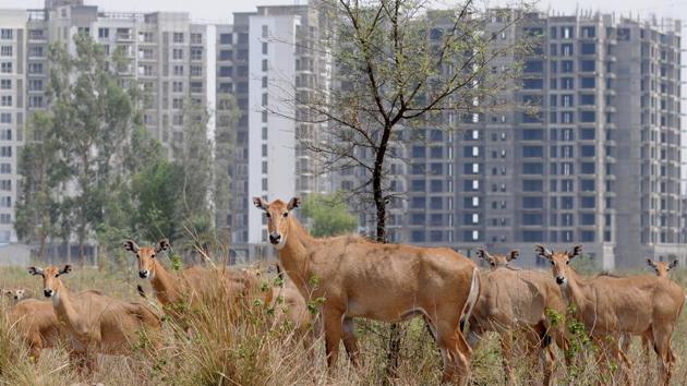 Herd of Nilgais, or Indian blue bull, on a hot summer day near the memorial to Sikh warrior Banda Singh Bahadur in Chappar Chiri near SAS Nagar on Tuesday. (Anil Dayal/HT Photo) Herd of Nilgais, or Indian blue bull, on a hot summer day near the memorial to Sikh warrior Banda Singh Bahadur in Chappar Chiri near SAS Nagar on Tuesday. (Anil Dayal/HT Photo)