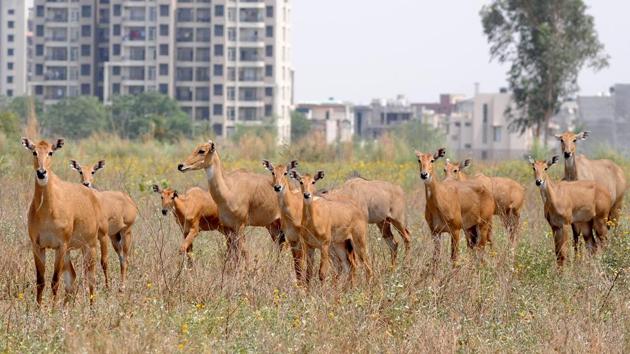 Herd of Nilgais, or Indian blue bull, on a hot summer day near the memorial to Sikh warrior Banda Singh Bahadur in Chappar Chiri near SAS Nagar on Tuesday. (Anil Dayal/HT Photo) Herd of Nilgais, or Indian blue bull, on a hot summer day near the memorial to Sikh warrior Banda Singh Bahadur in Chappar Chiri near SAS Nagar on Tuesday. (Anil Dayal/HT Photo)