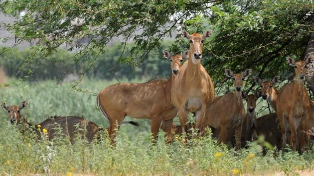 Herd of Nilgais, or Indian blue bull, on a hot summer day near the memorial to Sikh warrior Banda Singh Bahadur in Chappar Chiri near SAS Nagar on Tuesday. (Anil Dayal/HT Photo) Herd of Nilgais, or Indian blue bull, on a hot summer day near the memorial to Sikh warrior Banda Singh Bahadur in Chappar Chiri near SAS Nagar on Tuesday. (Anil Dayal/HT Photo)