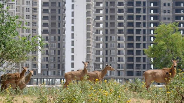 Herd of Nilgais, or Indian blue bull, on a hot summer day near the memorial to Sikh warrior Banda Singh Bahadur in Chappar Chiri near SAS Nagar on Tuesday. (Anil Dayal/HT Photo) Herd of Nilgais, or Indian blue bull, on a hot summer day near the memorial to Sikh warrior Banda Singh Bahadur in Chappar Chiri near SAS Nagar on Tuesday. (Anil Dayal/HT Photo)