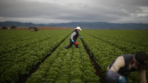 Employers who bring in workers on the visas must provide them with free transportation to and from the United States as well as housing and food once they arrive. Wage minimums are set by the government and are often higher than farmers are used to paying. (Lucy Nicholson /REUTERS) Employers who bring in workers on the visas must provide them with free transportation to and from the United States as well as housing and food once they arrive. Wage minimums are set by the government and are often higher than farmers are used to paying. (Lucy Nicholson /REUTERS)