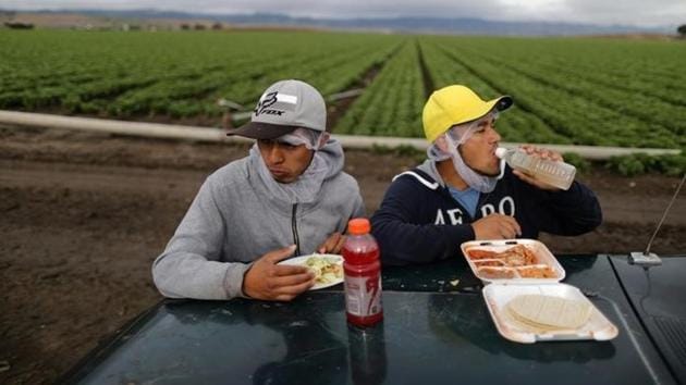 Mexican migrant farmworkers eat during a break while harvesting romaine lettuce in California. (Lucy Nicholson /REUTERS) Mexican migrant farmworkers eat during a break while harvesting romaine lettuce in California. (Lucy Nicholson /REUTERS)