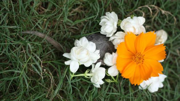 The rat, caught in a trap, was inadvertently released in the house lawn where the pet dog pounced on him. (Mayank Austen Soofi / HT Photo) The rat, caught in a trap, was inadvertently released in the house lawn where the pet dog pounced on him. (Mayank Austen Soofi / HT Photo)