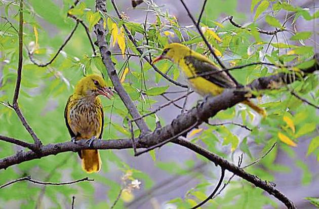 The Indian Golden Oriole was among the 201 species of birds spotted during the second ‘Delhi Summer Bird Count. A total of 15 teams from Delhi-NCR took part in the event.(Shellender Singh Rao)