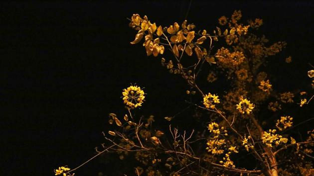 This summer, take a tour of the blooming Amaltas trees at night. (Mayank Austen Soofi / HT Photo) This summer, take a tour of the blooming Amaltas trees at night. (Mayank Austen Soofi / HT Photo)