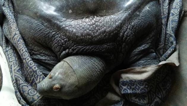 Locals spotted the massive reptile near a pond, close to Mafatlal ground in Thane on Monday(HT Photo)