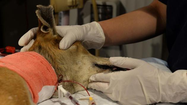 A veterinary doctor  performs dialysis treatment on a pet dog at a five star pet clinic in New Delhi. It is one of the few in South Asia which claims to be performing procedures such as acupuncture and haemodialysis.  (Sajjad Hussain/AFP) 