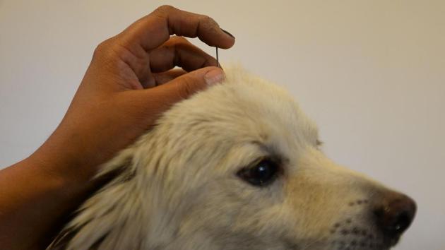 Veterinary doctors perform acupuncture therapy on a pet in Delhi. Acupuncture is used for treatment from problems such as paralysis, non-infectious inflammation and pain.  (Sajjad Hussain/AFP) 