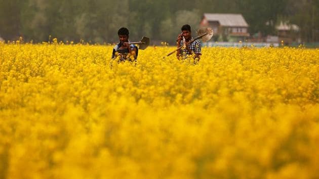 Scientists have made claims about the increased productivity of GM Mustard, but these claims are not fully supported by available scientific data.(REUTERS)