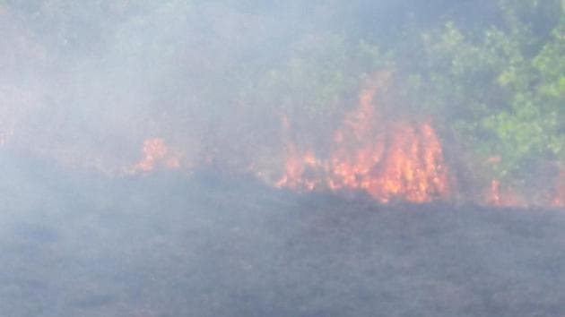 So far, as many as 18 cases of mangrove destruction have taken place on private land every month this year. (HT Photo) So far, as many as 18 cases of mangrove destruction have taken place on private land every month this year. (HT Photo)