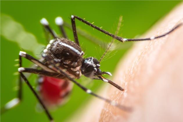 The first chikungunya and dengue virus co-infection was recorded in 1967. More recently, co-infections of all three viruses were reported during various outbreaks, including the recent outbreak of zika in North and South America.(Shutterstock) The first chikungunya and dengue virus co-infection was recorded in 1967. More recently, co-infections of all three viruses were reported during various outbreaks, including the recent outbreak of zika in North and South America.(Shutterstock)